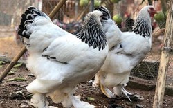 Đại gia Đài Loan sang Việt Nam: Bỏ 70 triệu mua 6 con gà khổng lồ ăn Tết