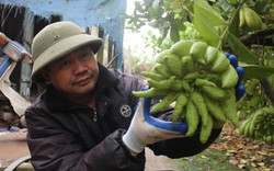 Đặc sản Tết: Vào vựa phật thủ lớn nhất miền Bắc, tư thương "cân" cả vườn