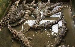 TP.HCM: Gần 7.000 con cá sấu sống "xuất ngoại", thu về gần 106 tỷ