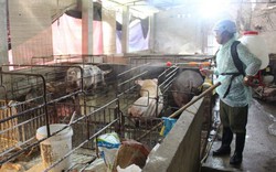 TP.Sông Công: Tiêu hủy hơn 6.800kg lợn chết vì lở mồm long móng