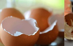 Những lợi ích tuyệt vời từ vỏ trứng không nên bỏ qua