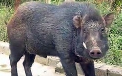 4 con lợn rừng tấn công khiến 2 người bị thương
