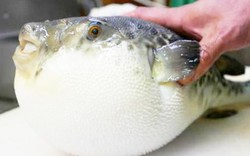 Khánh Hòa: Mua 500-600 tấn cá nóc độc/năm, xuất khẩu 6 tỷ đồng