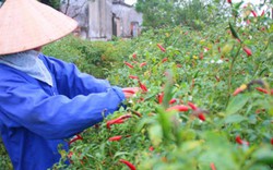 Thái Bình: Nhà nông “ngậm đắng nuốt cay” do ớt rớt giá