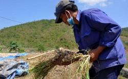 Được mùa nhưng giá rớt thảm, "thiên đường tỏi" Lý Sơn tồn 100 tấn