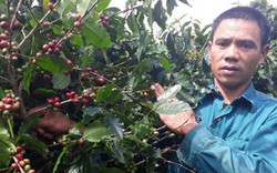 Làm giàu: Trưởng bản Sàng trồng cà phê trên đất dốc, lãi trăm triệu