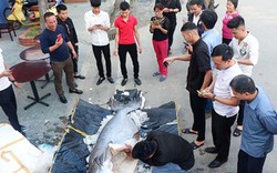 Nóng 24h qua: Con cá tra dầu khổng lồ xuất hiện ở Lào Cai, cả chục người mới khênh được