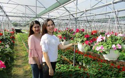 Đà Nẵng: Hoa chậu, hoa treo tăng giá, nhà nông lãi đậm