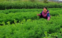 Trồng "lung tung" 3 sào rau gia vị, mỗi ngày đút túi 300-400 ngàn