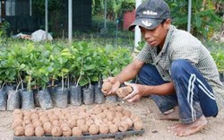 Chuyện lạ ở Ninh Thuận: Dùng "bom hạt giống" trồng cây vùng khô hạn