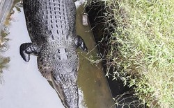 Cá sấu khổng lồ nhảy cao chưa từng thấy đớp người ăn thịt ở Indonesia