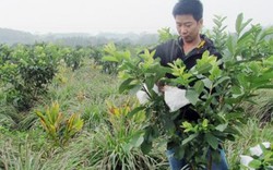 "Siêu nông dân" chia sẻ bí kíp trồng ổi "mắn" quả quanh năm