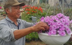 Ninh Bình: Trồng hoa đẹp bán Tết, lão nông kiếm hàng trăm triệu
