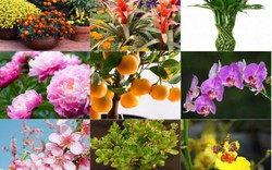 20 loại cây - hoa chưng dịp Tết Kỷ Hợi "hút" tài lộc vào nhà