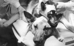 Lật lại thí nghiệm kỳ dị ghép đầu chó của nhà khoa học Liên Xô