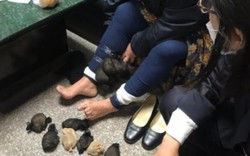 Khách nữ bị bắt quả tang giấu 24 con chuột dưới váy ở Đài Loan