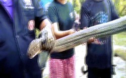 Hổ mang chúa khổng lồ dài chưa từng thấy vào "thăm" nhà cô gái Thái Lan