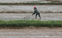 Quảng Bình: Gần 80 ha đất lúa "khát" nước