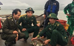 Thừa Thiên- Huế: Thả cá thể vích quý hiếm về môi trường tự nhiên