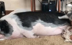 Hài hước nỗ lực của chó Husky đánh thức chú lợn đang ngủ say