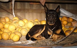 Clip: Những "vệ sĩ" chó chống trộm đêm ở các vườn bưởi Diễn dịp Tết