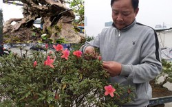 Đỗ quyên bonsai "hàng độc" chưng Tết giá gần tỷ "trình làng" Thủ đô