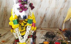 Ngôi đền thờ Thần Chó ở Ấn Độ thu hút du khách