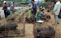 Đặc sản Tết vùng cao: Ngon nhất lợn cắp nách, gà thả rông, chim câu