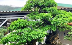Bonsai cổ thụ dáng cực lạ giá cả trăm triệu ngóng "đại gia" dịp Tết