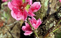 Độc lạ: Cây đào "má hồng" Đà Lạt thuê chưng Tết giá 30 triệu đồng