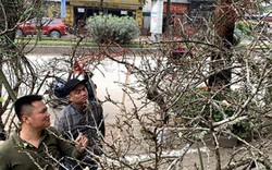 Hoa Tết: Đào rừng mốc trắng đội giá xuống Thủ đô