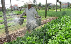 Quảng Nam: Cả làng "hò nhau" trồng đủ loại rau ngon bán Tết