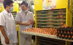 Xuất khẩu thịt gà đi Nhật: Bỏ lối chăn nuôi cũ mới có cơ hội