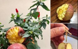 Cú lừa thế kỷ: Mua táo bonsai chưng Tết éo le lại nở ra hoa dâm bụt
