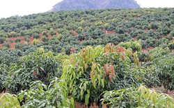 Sơn La phát triển cây ăn quả: Đáp án hay cho bài toán chuyển đổi
