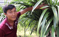 Hoa Tết: Trai Sa Pa kiếm bộn tiền từ địa lan Trần Mộng dài cả mét