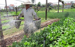 "Ăn" rong sông Cổ Cò, rau Trà Quế ngọt lịm, hút hàng dịp Tết