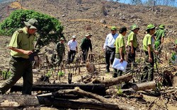 Bộ trưởng Bộ NN&PTNT yêu cầu xóa bỏ các "điểm nóng" phá rừng