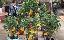 Cận cảnh vườn phật thủ mini kiếm trăm triệu dịp tết của nông dân Hà Nội