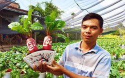 Đang gây sốt ngỡ ngàng: Củ cải Hồng Phát bonsai chưng Tết 2019