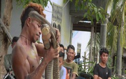 Người đàn ông Indonesia thản nhiên chơi với cặp hổ mang chúa khổng lồ