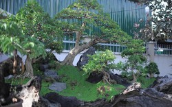Tuyệt phẩm bonsai mai vàng gắn với nguyệt quế giá tiền tỷ trực chờ đại gia