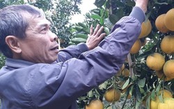 Hoa quả Tết: Vườn bưởi Diễn 2 vạn quả, ngàn người mê