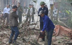 Dân làng giám sát chặt hai cây sưa trăm tỷ trong chùa ở Hà Nội