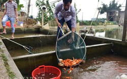 Clip: Làng chài trên núi lãi khủng nhờ nuôi con chở ông Táo về trời