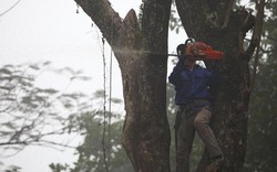 Người dân chặt hạ cây sưa quý từng được trả giá 100 tỷ đồng ở Hà Nội
