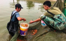 Tấp nập làng cá chép Tân Cổ dịp tiễn ông Táo về trời ở xứ Thanh