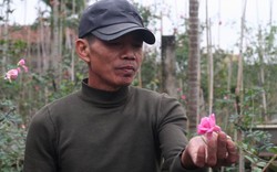Cả làng rủ nhau trồng hoa hồng cổ, mỗi năm bỏ túi vài trăm triệu