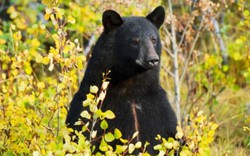 Bé trai 3 tuổi lạc vào rừng giữa mùa đông, sống sót nhờ... gấu đen