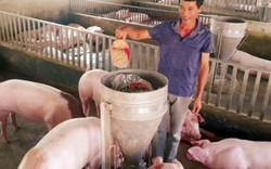 Làm giàu ở nông thôn: Nuôi lợn cho ăn hoa quả, nhân sâm